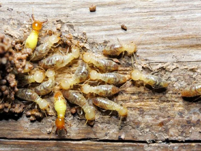 Best Pest Control Service